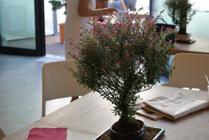 IMG 9955