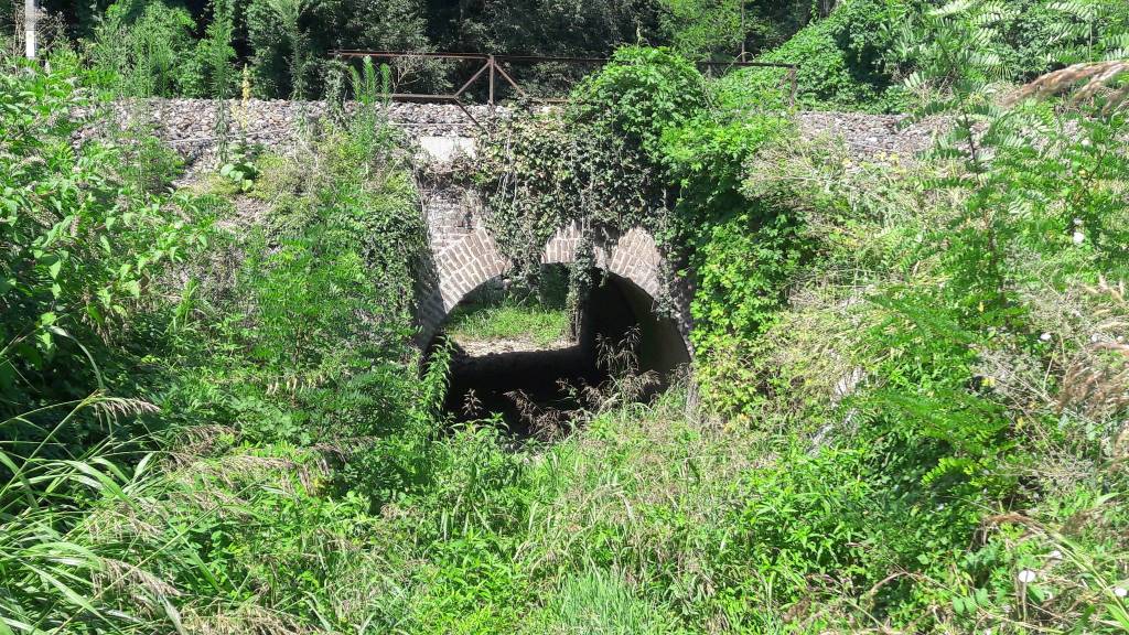 Le erbacce nel Sorgiorile