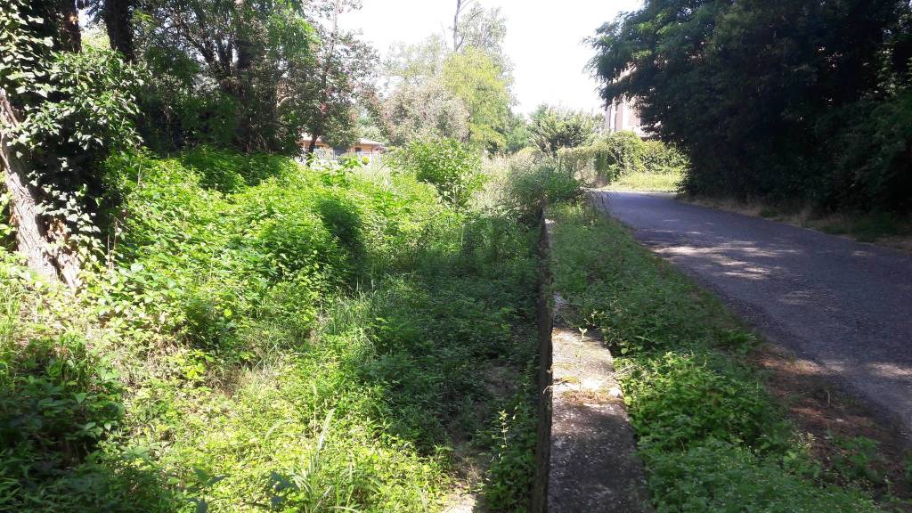 Le erbacce nel Sorgiorile