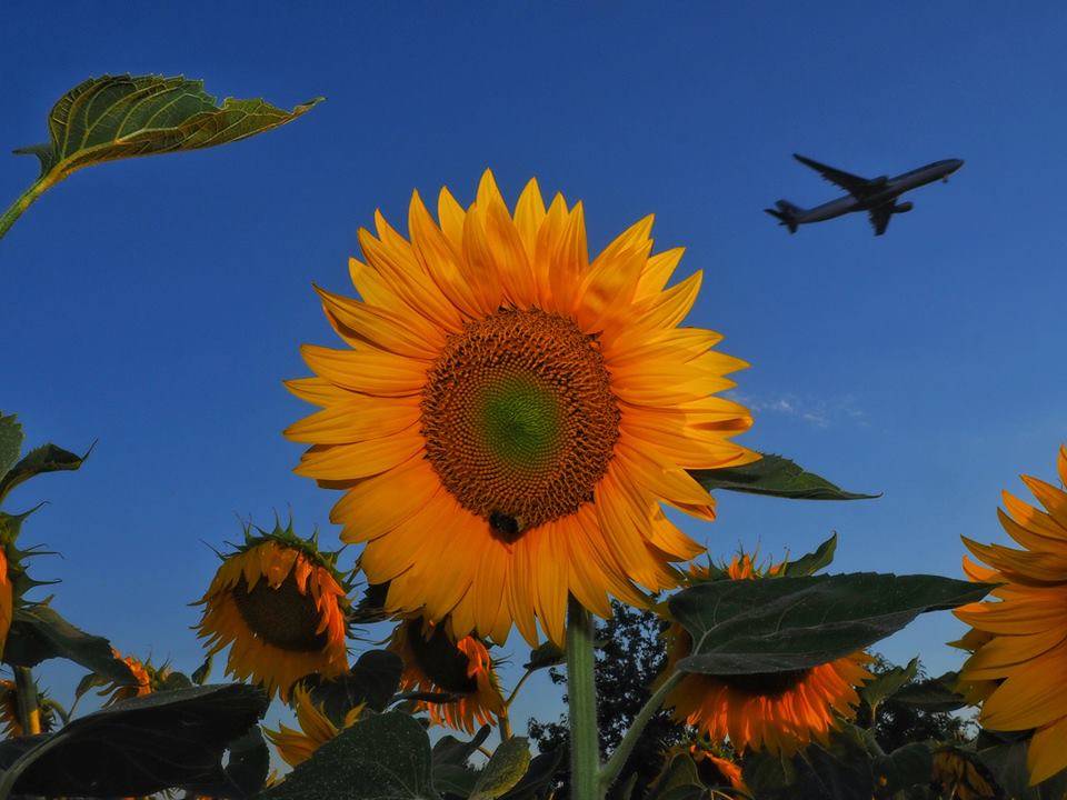 Un'escursione naturalistica al Villaggio Cagnola