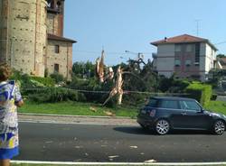 Addio all\'albero di San Rocco