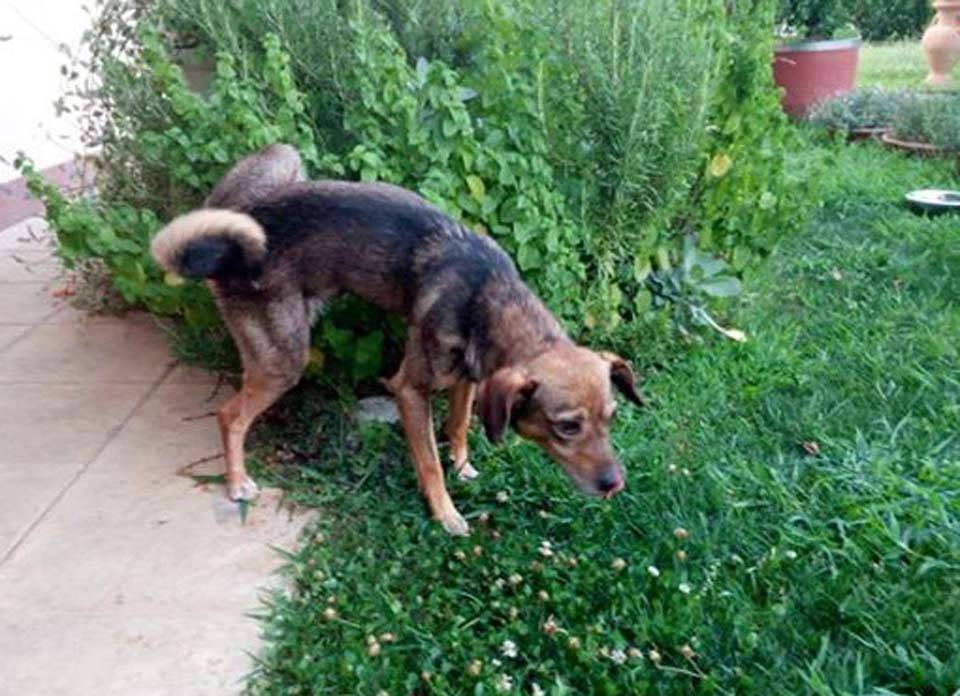 Due cagnolini