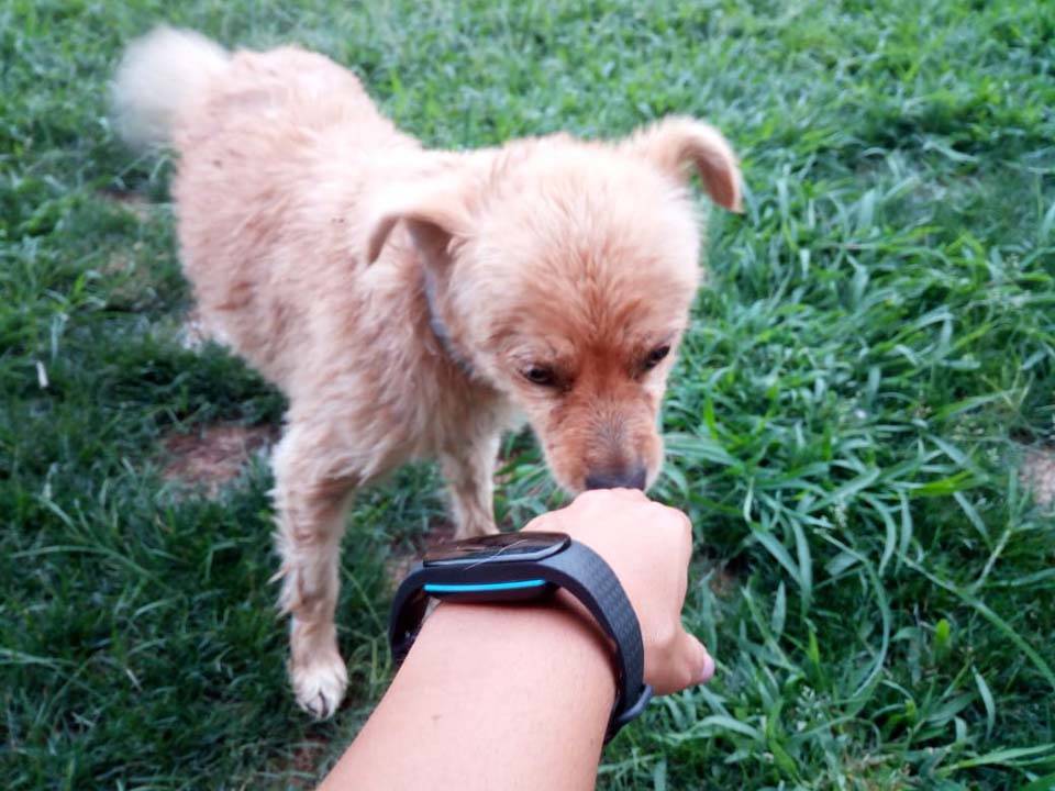 Due cagnolini