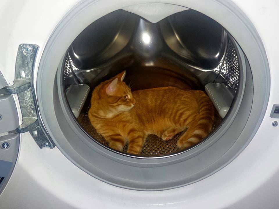 Gatto nella lavatrice