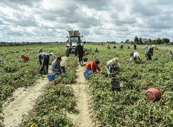 caporalato agricoltura