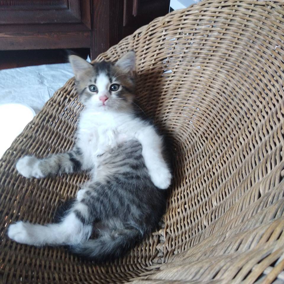 Giornata mondiale del gatto 2018