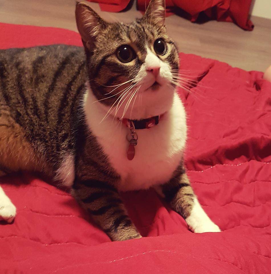 Giornata mondiale del gatto 2018