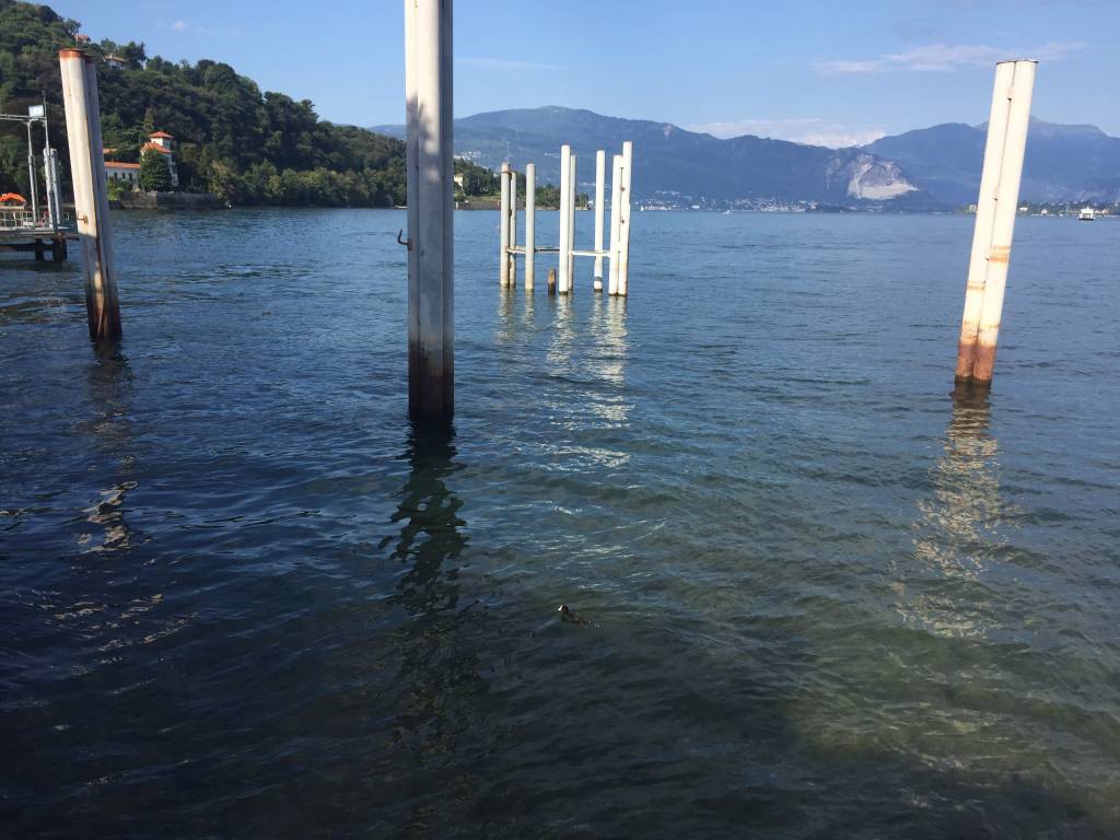 Lago Maggiore in magra, estate 2018