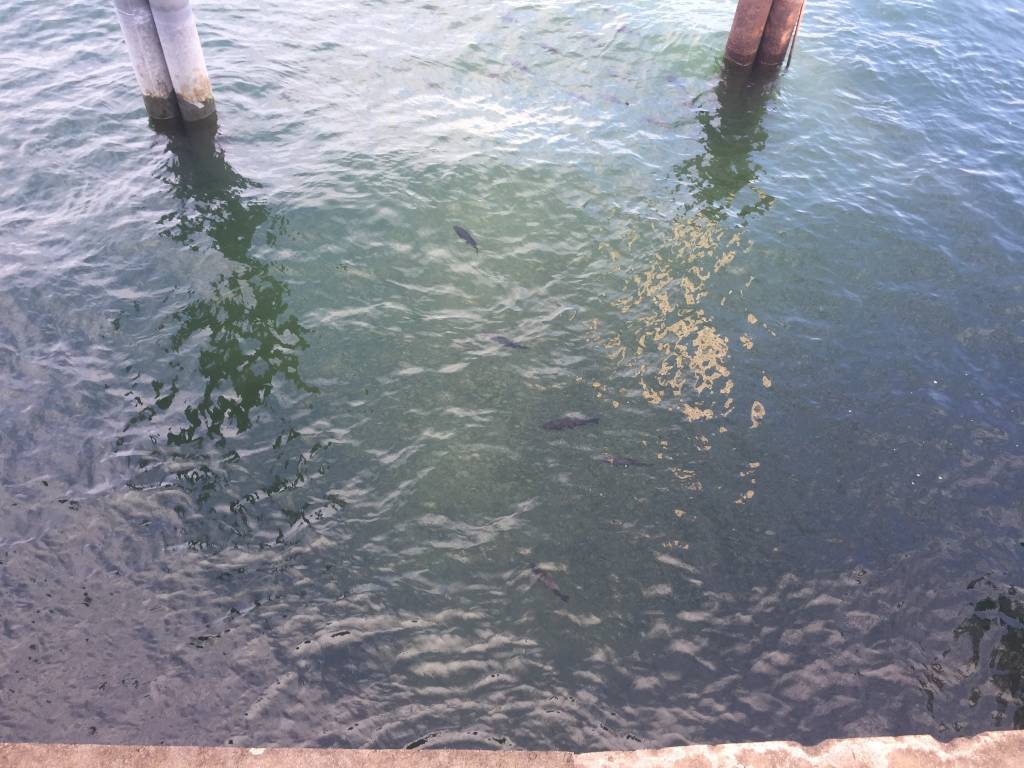Lago Maggiore in magra, estate 2018
