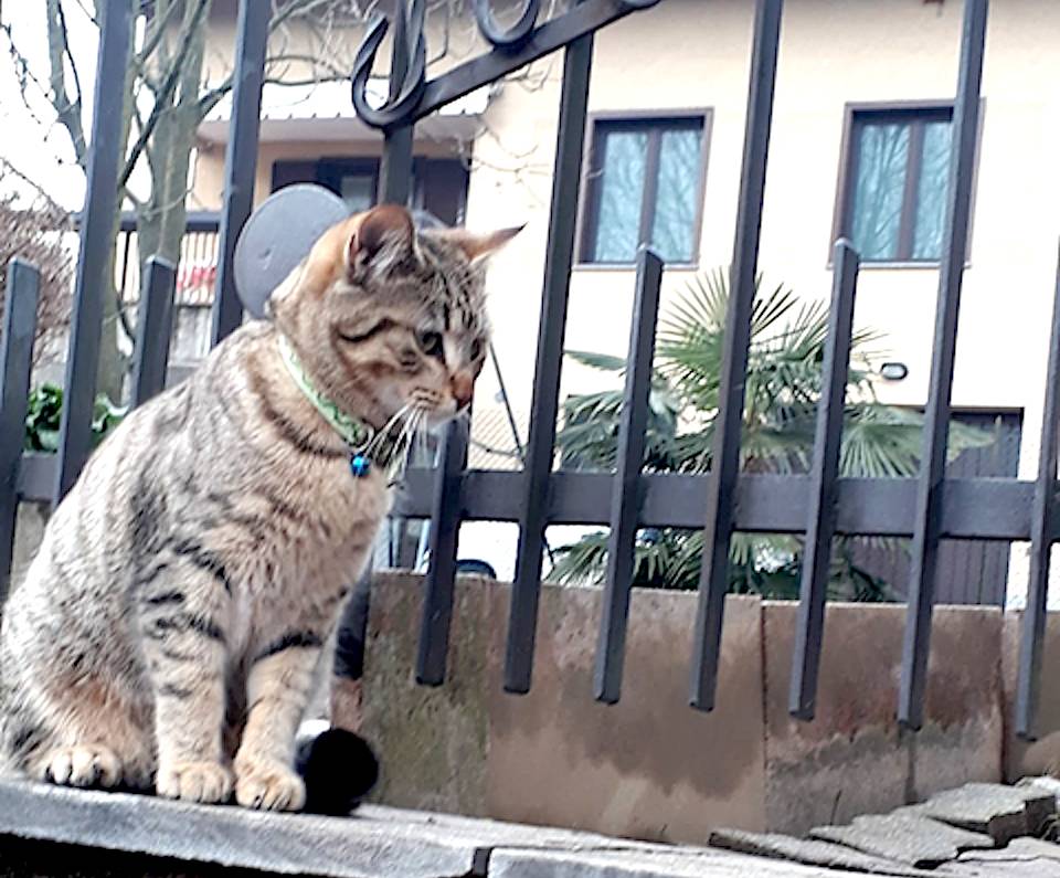 Micia, persa a Buguggiate