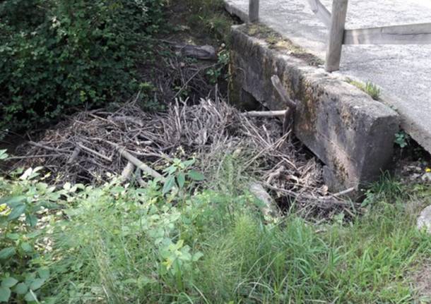 Ramaglie bloccano la roggia della ciclabile