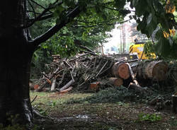 Vedano Olona: alberi caduti per il maltempo