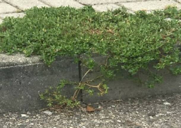 Rescaldina, M5S all’attacco della «vegetazione degna della foresta pluviale»