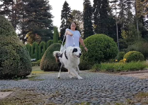 cane guinzaglio