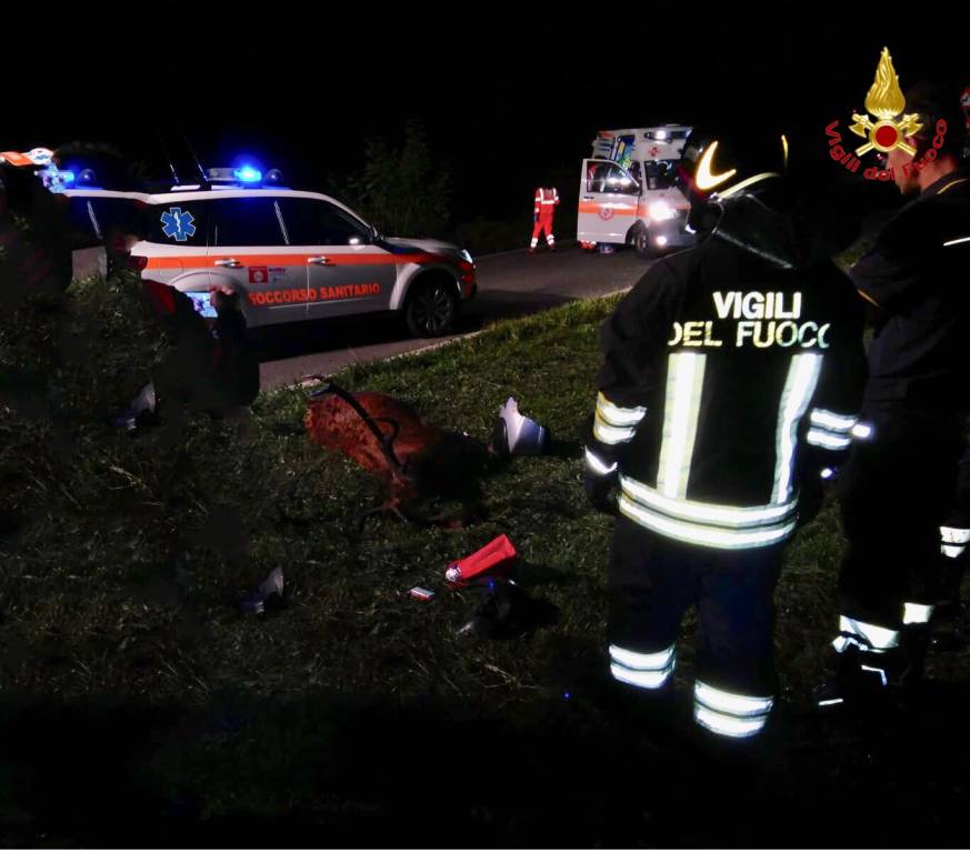 Ferrera, l\'incidente col cervo