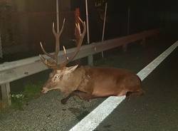 cervo investito in Tangenziale