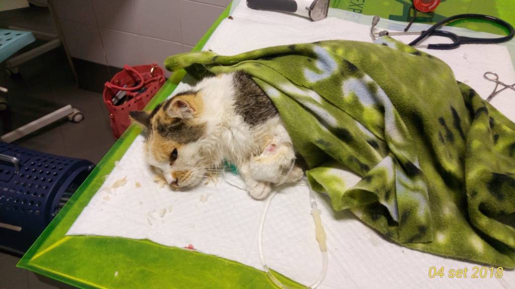 clodette gatta lanciata fiume ticino somma lombardo