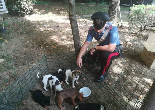 cuccioli carabinieri gerenzano