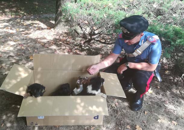 cuccioli carabinieri gerenzano