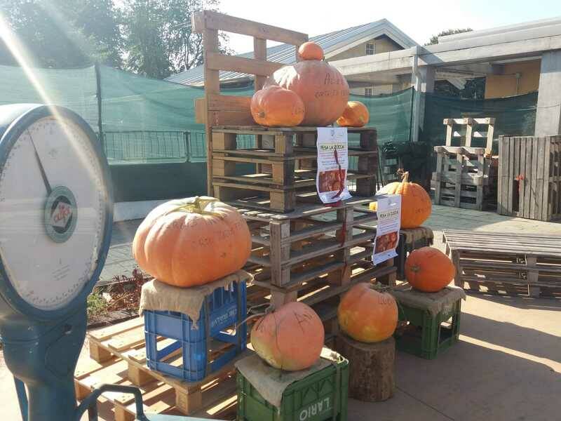 festa zucca 4