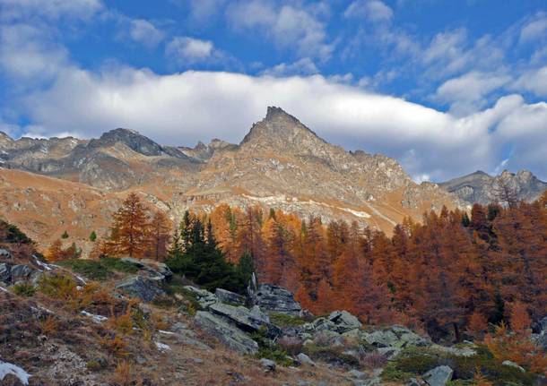 foliage parco nazionale gran paradiso