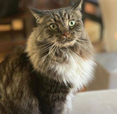 Gattino