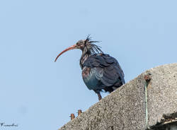 Ibis eremita