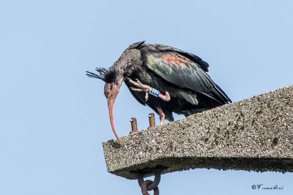 Ibis eremita