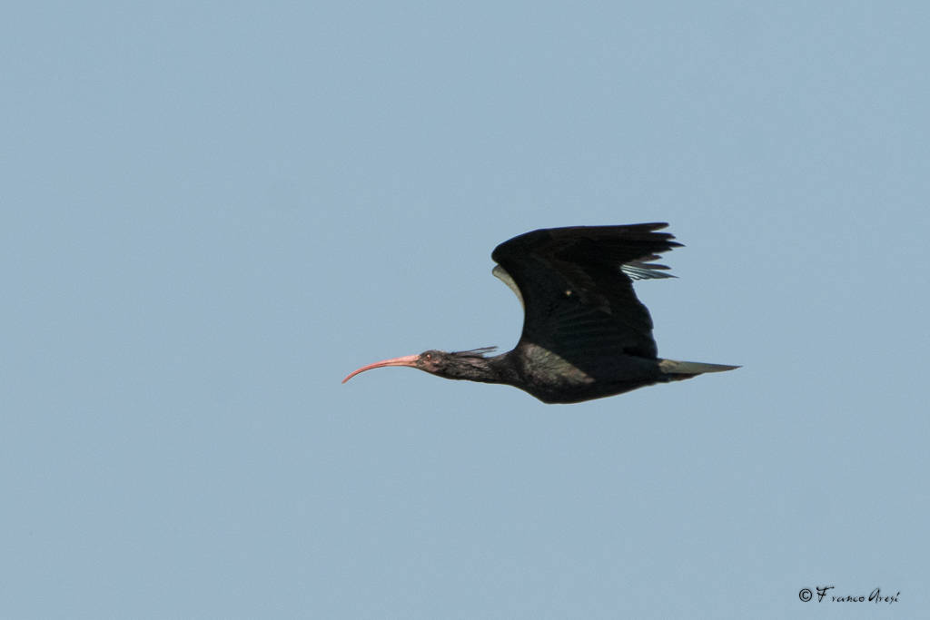 Ibis eremita