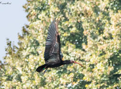 Ibis eremita