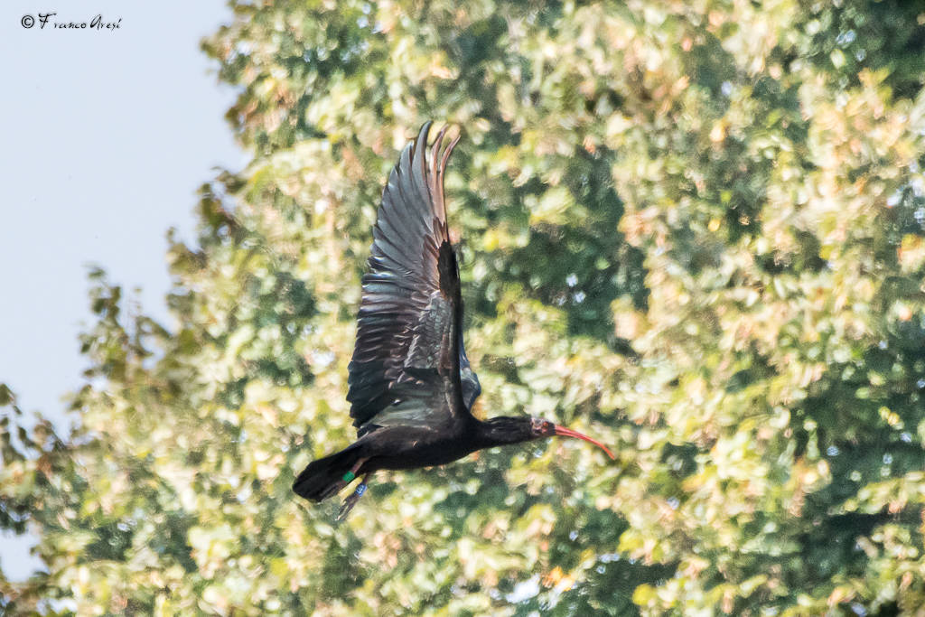 Ibis eremita