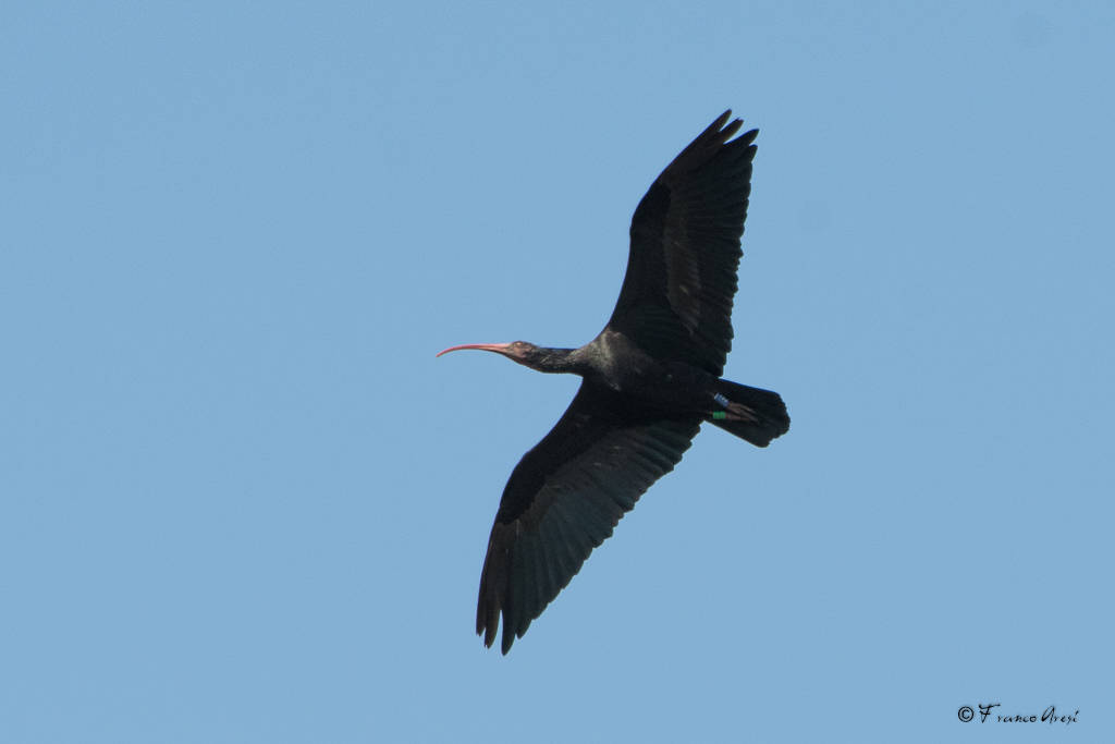 Ibis eremita