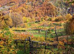 La Vigezzina in autunno e il "Treno del foliage"