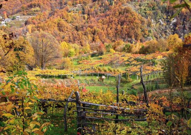 La Vigezzina in autunno e il "Treno del foliage"