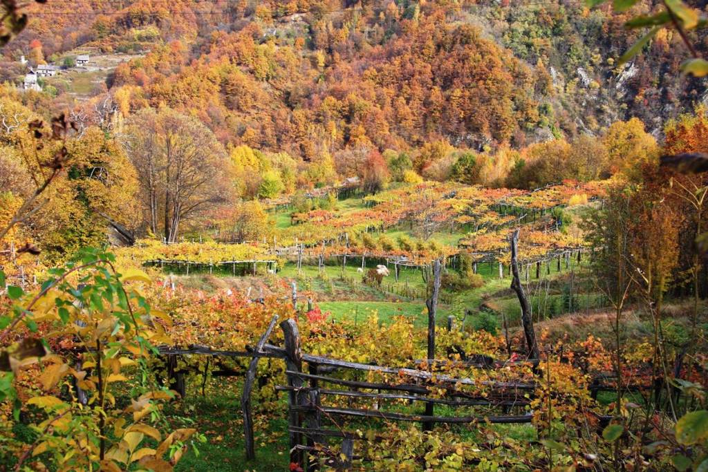 La Vigezzina in autunno e il "Treno del foliage"