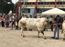 mostra zootecnica tradate 2018