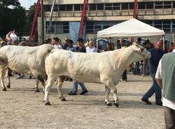 mostra zootecnica tradate 2018