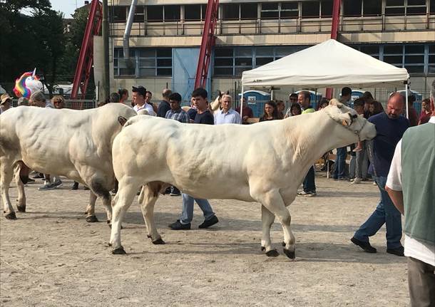 mostra zootecnica tradate 2018