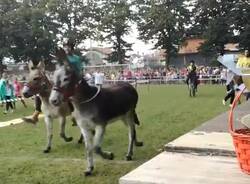 Palio degli asini  vince l asino scosso della Ponzella