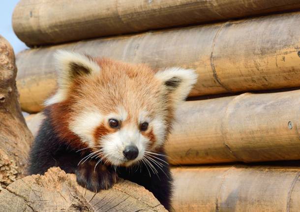 panda rosso al parco Le Coronelle