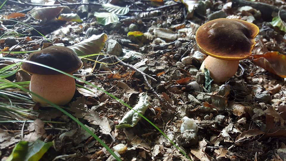 Porcini - foto di Sergio Franzosi