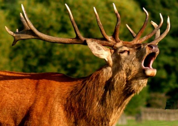 Valtellina bramito cervo