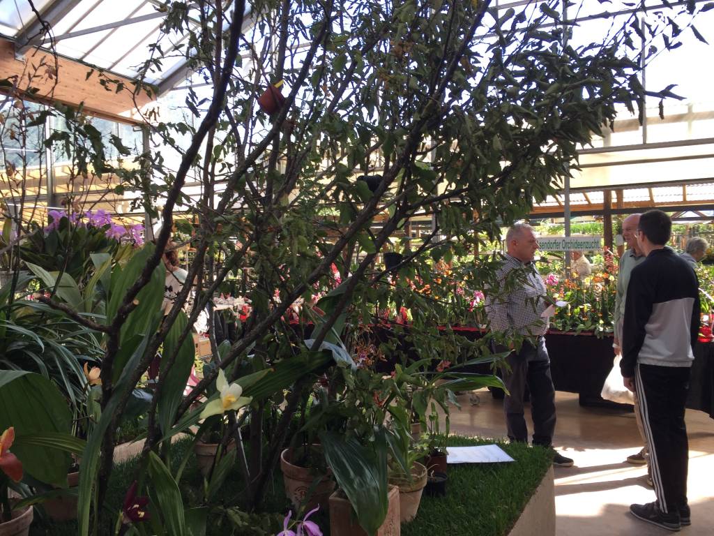 Varese Orchidea 2018