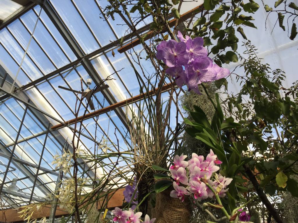 Varese Orchidea 2018