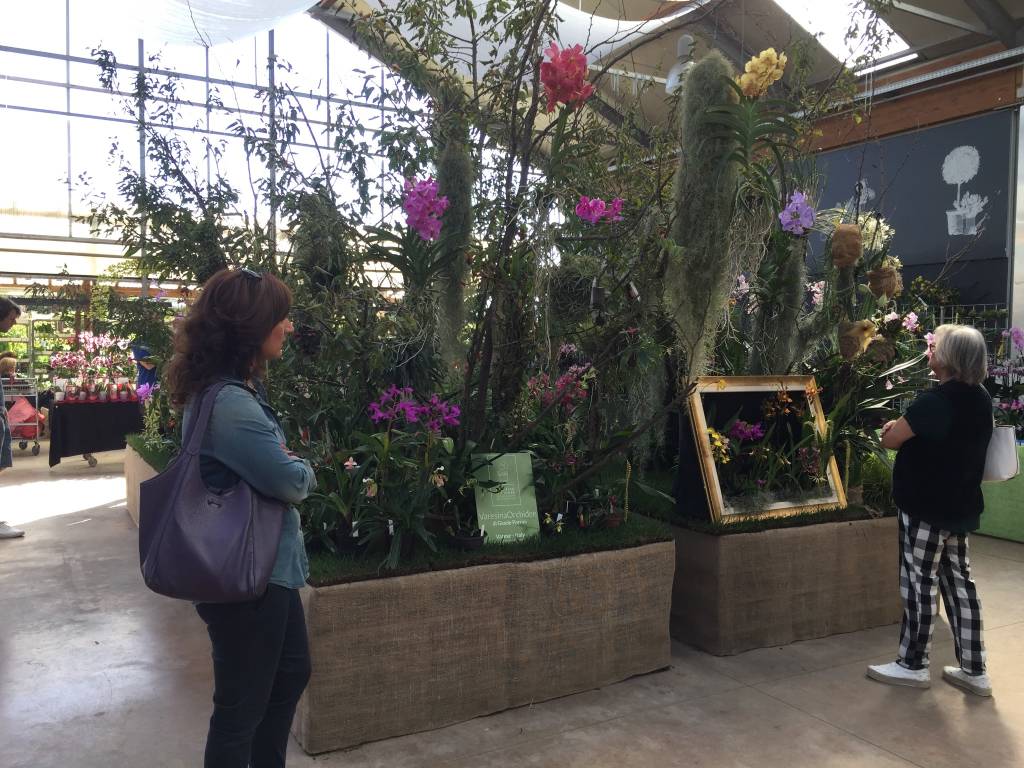 Varese Orchidea 2018