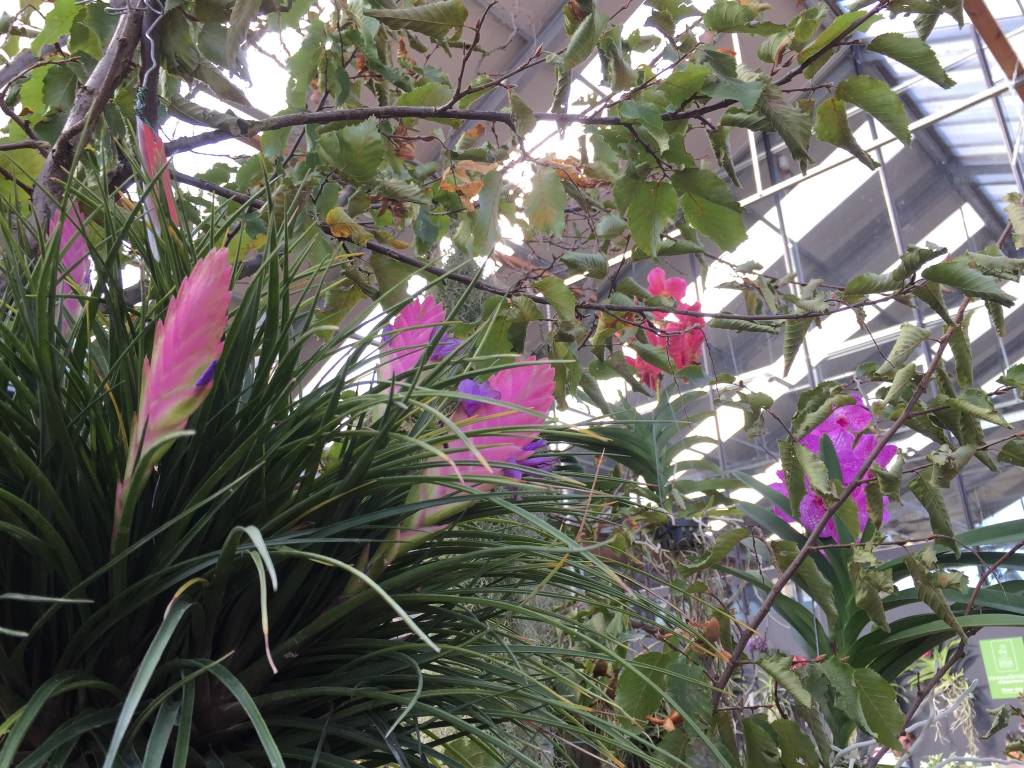 Varese Orchidea 2018