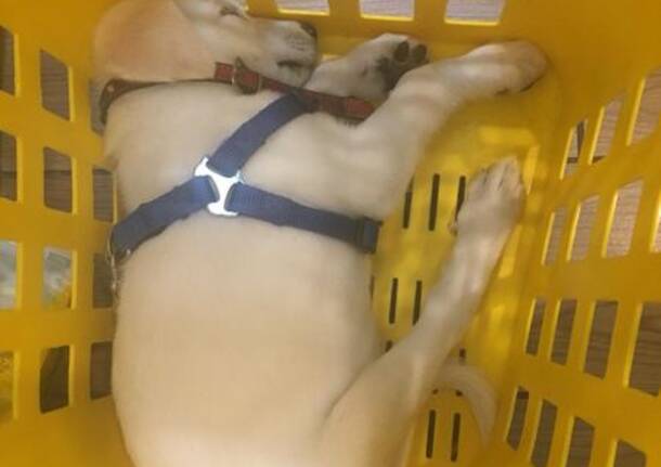 Daisy, la cucciola di Luce, felice a Rho