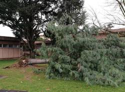 albero caduto scuole ronchi