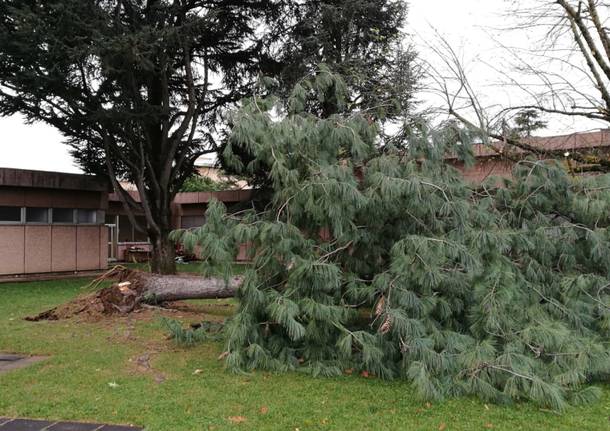 albero caduto scuole ronchi