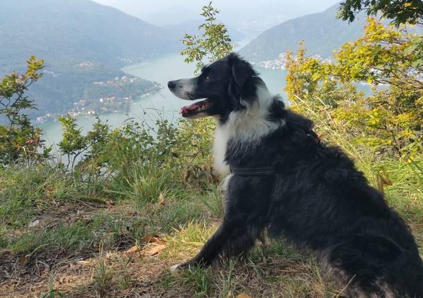 Trekking Dog Day con Istruttore tra le Trincee della Linea Cadorna